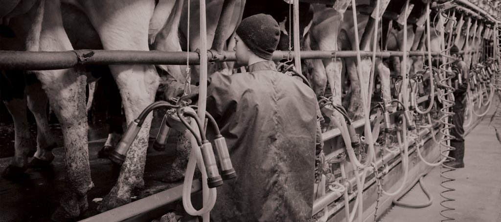 Healthier cows produce milk more efficiently.