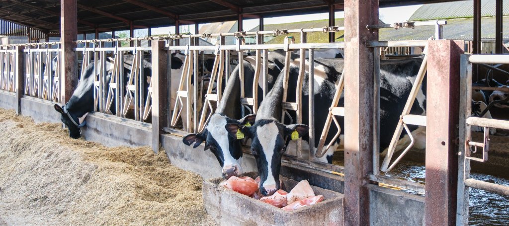 CattleEye can reduce your outgoings by up to 10%