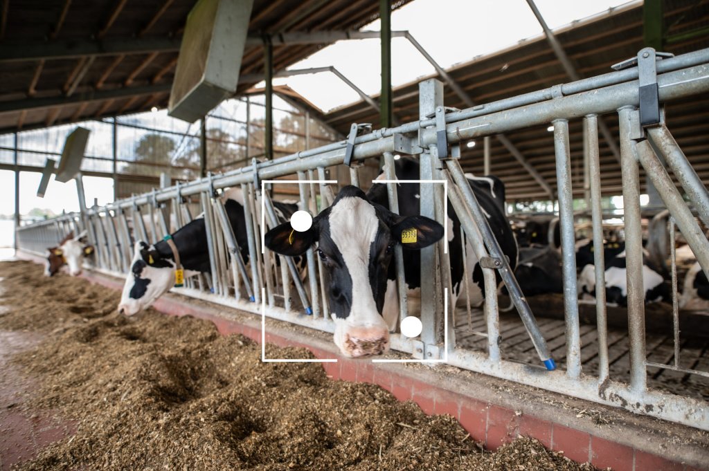 CattleEye to enhance its AI system capabilities with significant innovation investment