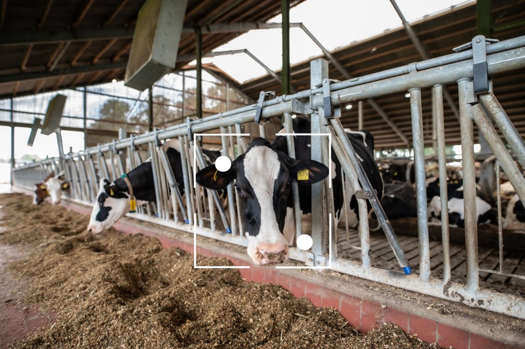 ‘Happy cows make happy farmers,’ says the dairy family using AI