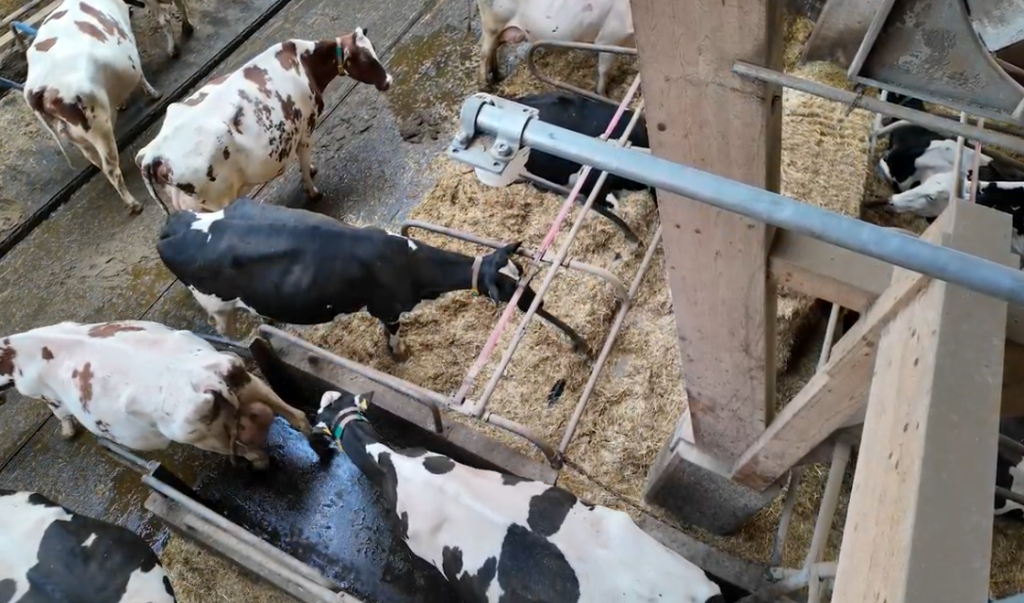 Dairy cows walking along a parlour exit lane on a CattleEye monitored farm