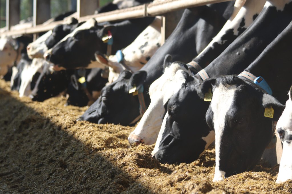 CattleEye to enhance its AI system capabilities with significant innovation investment