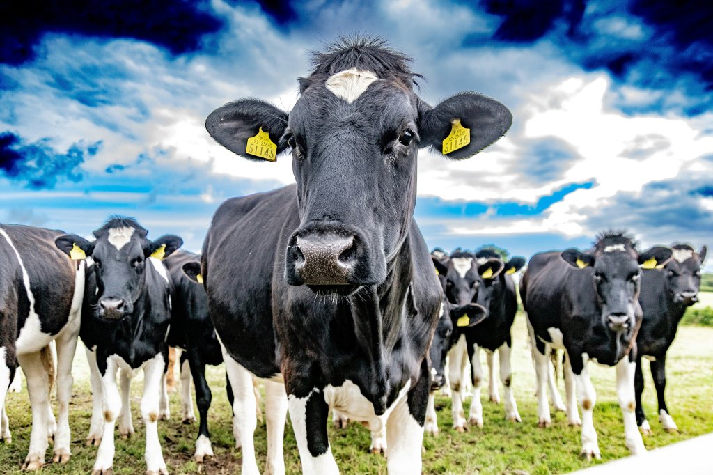 CattleEye Partners with M&S to Roll Out World-First AI Welfare Monitoring Across Entire Dairy Supply